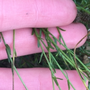 Calotis lappulacea at Yarralumla, ACT - 2 May 2021