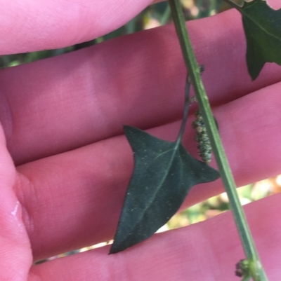 Einadia trigonos (Fishweed) at Sullivans Creek, Turner - 1 May 2021 by Ned_Johnston