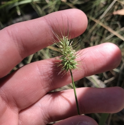 Echinopogon ovatus (Forest Hedgehog Grass) at Namadgi National Park - 25 Apr 2021 by Tapirlord