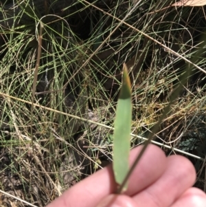 Echinopogon ovatus at Cotter River, ACT - 25 Apr 2021 10:24 AM