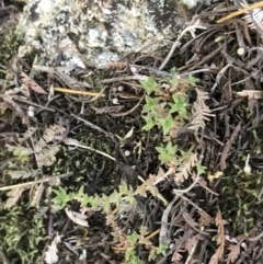 Crassula sieberiana (Austral Stonecrop) at Namadgi National Park - 25 Apr 2021 by Tapirlord