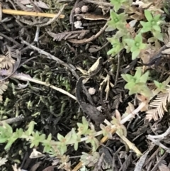 Crassula sieberiana at Cotter River, ACT - 25 Apr 2021