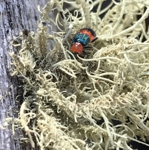 Dicranolaius bellulus at Cotter River, ACT - 25 Apr 2021