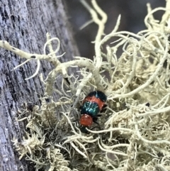 Dicranolaius bellulus at Cotter River, ACT - 25 Apr 2021 10:46 AM