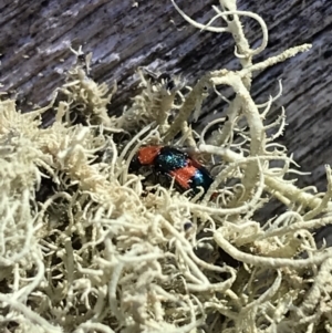 Dicranolaius bellulus at Cotter River, ACT - 25 Apr 2021