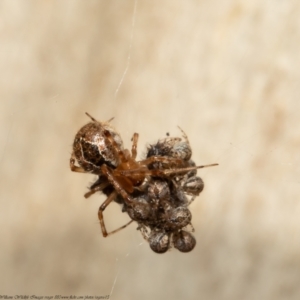 Cryptachaea veruculata at Bruce, ACT - 3 May 2021 02:14 PM