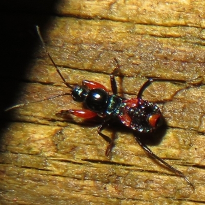 Ectomocoris patricius (Ground assassin bug) at Flynn, ACT - 4 May 2021 by Christine