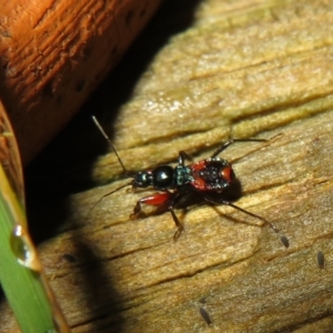 Ectomocoris patricius at Flynn, ACT - 4 May 2021 03:42 PM