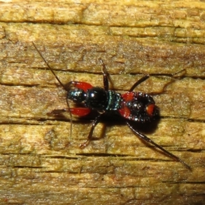 Ectomocoris patricius at Flynn, ACT - 4 May 2021