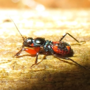 Ectomocoris patricius at Flynn, ACT - 4 May 2021 03:42 PM