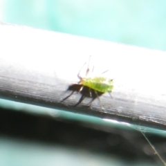 Aphididae (family) (Unidentified aphid) at Flynn, ACT - 4 May 2021 by Christine