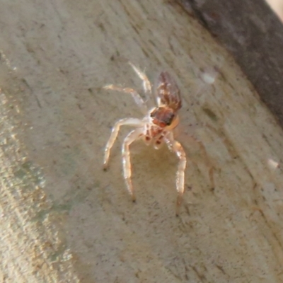 Unidentified Spider (Araneae) at Tidbinbilla Nature Reserve - 3 May 2021 by Christine