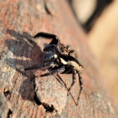 Jotus auripes at Aranda, ACT - 30 Apr 2021 04:08 PM