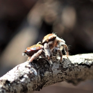 Maratus calcitrans at Holt, ACT - 1 May 2021