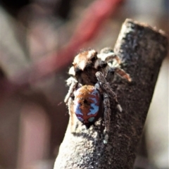 Maratus calcitrans at Holt, ACT - 1 May 2021