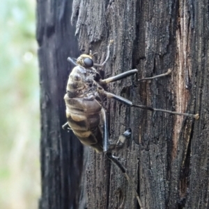 Boreoides subulatus at Holt, ACT - 1 May 2021