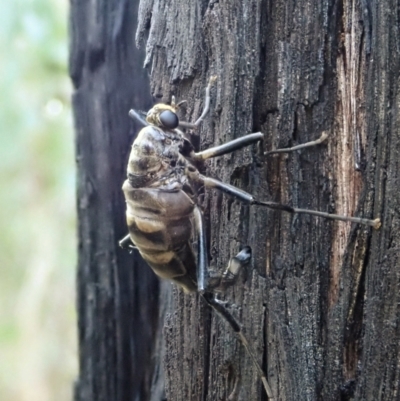 Boreoides subulatus (Wingless Soldier Fly) at Aranda Bushland - 1 May 2021 by CathB