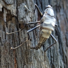 Boreoides subulatus at Holt, ACT - 1 May 2021