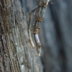 Boreoides subulatus at Holt, ACT - 1 May 2021