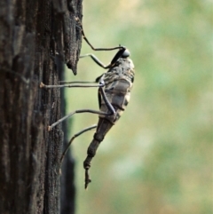 Boreoides subulatus at Holt, ACT - 1 May 2021