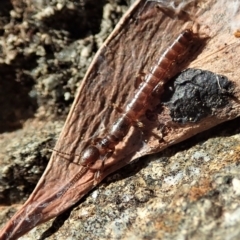 Embioptera (order) (Unidentified webspinner) at Cook, ACT - 2 May 2021 by CathB