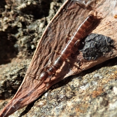 Embioptera sp. (order) (Unidentified webspinner) at Cook, ACT - 2 May 2021 by CathB