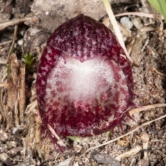 Corysanthes hispida (Bristly Helmet Orchid) at Paddys River, ACT - 3 May 2021 by DerekC