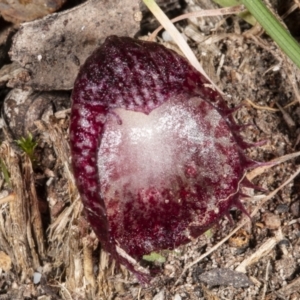 Corysanthes hispida at Paddys River, ACT - 3 May 2021