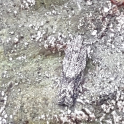 Olethreutinae (subfamily) (Unidentified leaf roller) at Umbagong District Park - 4 May 2021 by trevorpreston