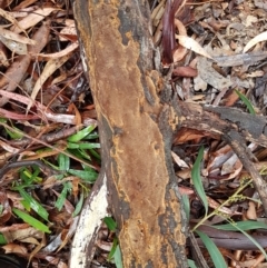 Phellinus sp. (resupinate) at Latham, ACT - 4 May 2021 by trevorpreston