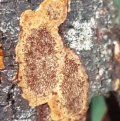 Phellinus sp. (resupinate) at Latham, ACT - 4 May 2021 03:47 PM