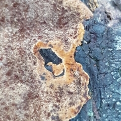 Phellinus sp. (resupinate) at Latham, ACT - 4 May 2021 03:47 PM