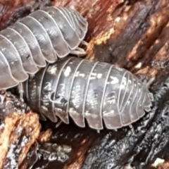 Armadillidium vulgare (Slater bug, woodlouse, pill bug, roley poley) at Umbagong District Park - 4 May 2021 by tpreston