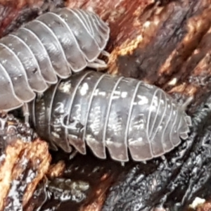 Armadillidium vulgare at Latham, ACT - 4 May 2021