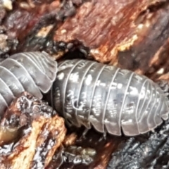 Armadillidium vulgare at Latham, ACT - 4 May 2021