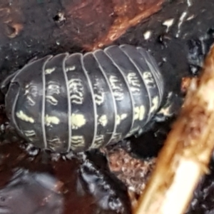 Armadillidium vulgare at Latham, ACT - 4 May 2021 03:56 PM