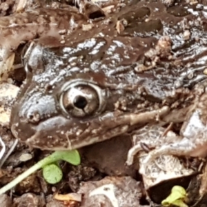 Limnodynastes tasmaniensis at Latham, ACT - 4 May 2021 04:02 PM