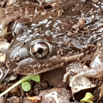 Limnodynastes tasmaniensis (Spotted Grass Frog) at Umbagong District Park - 4 May 2021 by tpreston