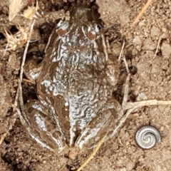 Limnodynastes tasmaniensis at Latham, ACT - 4 May 2021 04:02 PM