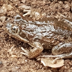 Limnodynastes tasmaniensis at Latham, ACT - 4 May 2021