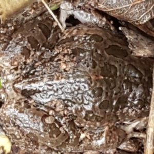 Limnodynastes tasmaniensis at Latham, ACT - 4 May 2021 04:02 PM