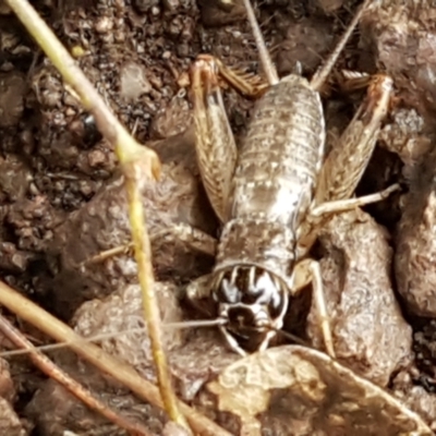 Lepidogryllus sp. (genus) (A cricket) at Umbagong District Park - 4 May 2021 by tpreston