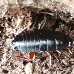 Platyzosteria sp. (genus) (Litter runner cockroach) at Latham, ACT - 4 May 2021 by trevorpreston