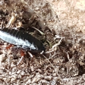 Platyzosteria sp. (genus) at Latham, ACT - 4 May 2021 04:03 PM