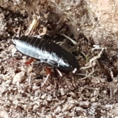 Platyzosteria sp. (genus) at Latham, ACT - 4 May 2021