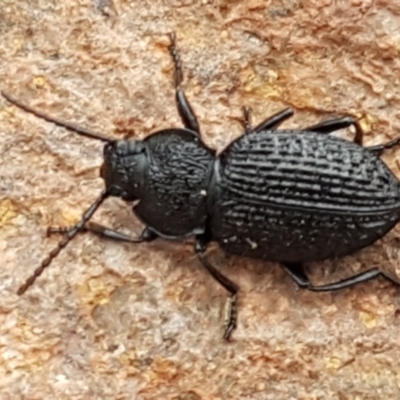 Adelium porcatum (Darkling Beetle) at Umbagong District Park - 4 May 2021 by trevorpreston