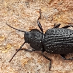 Adelium porcatum at Latham, ACT - 4 May 2021 04:04 PM