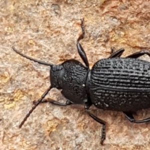 Adelium porcatum at Latham, ACT - 4 May 2021