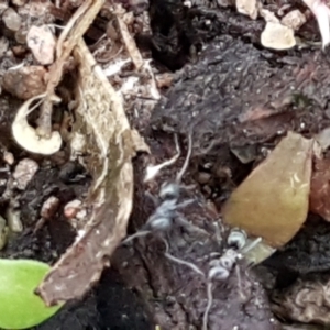 Anonychomyrma sp. (genus) at Latham, ACT - 4 May 2021