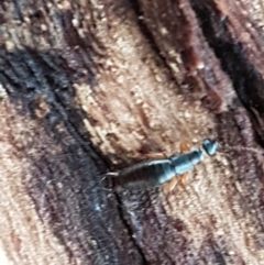 Anisolabididae (family) at Latham, ACT - 4 May 2021 04:14 PM